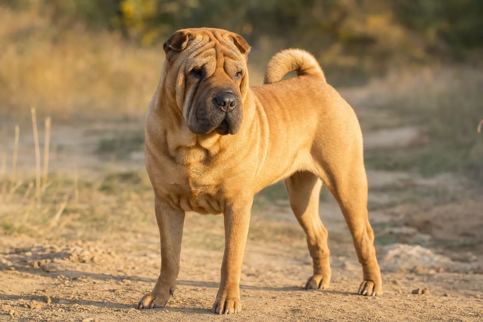 Shar Pei (robe fauve) adulte en extérieur