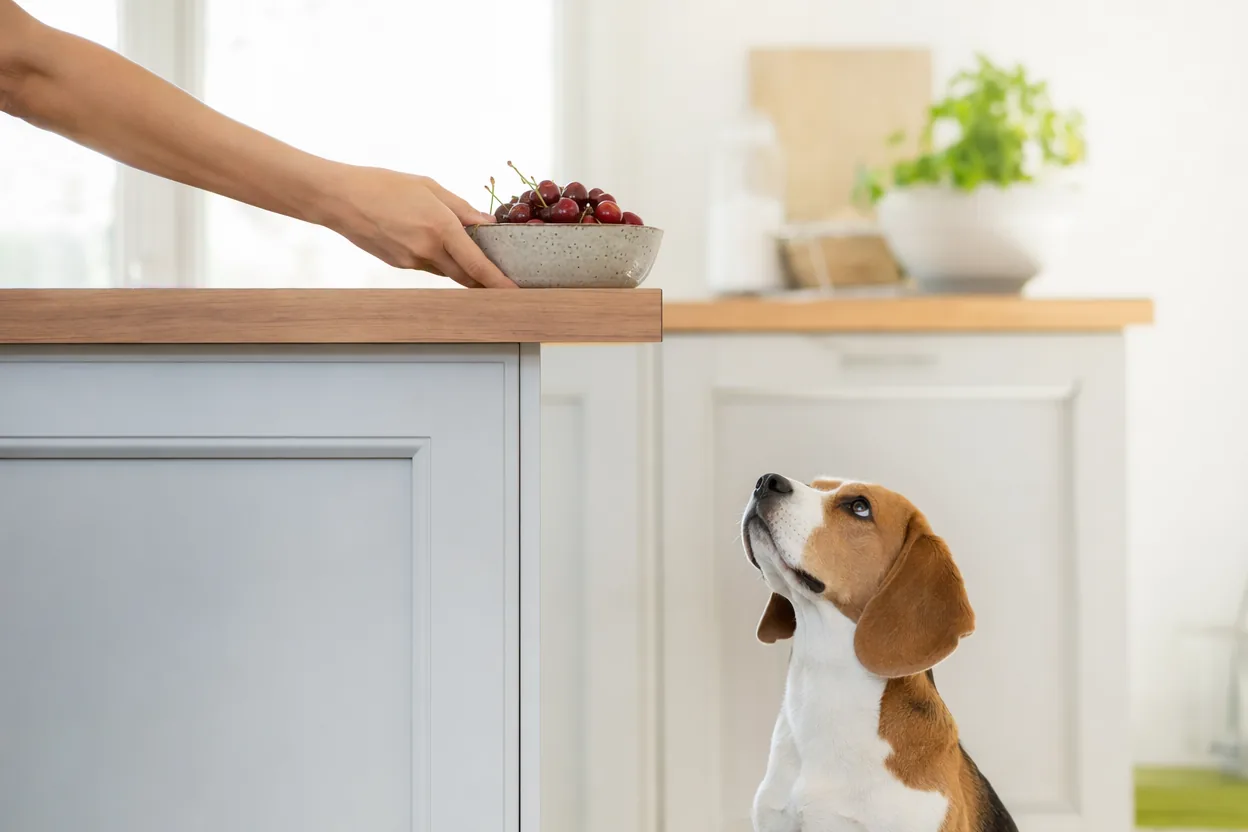Main éloignant un bol de cerises hors de portée d'un beagle assis dans une cuisine