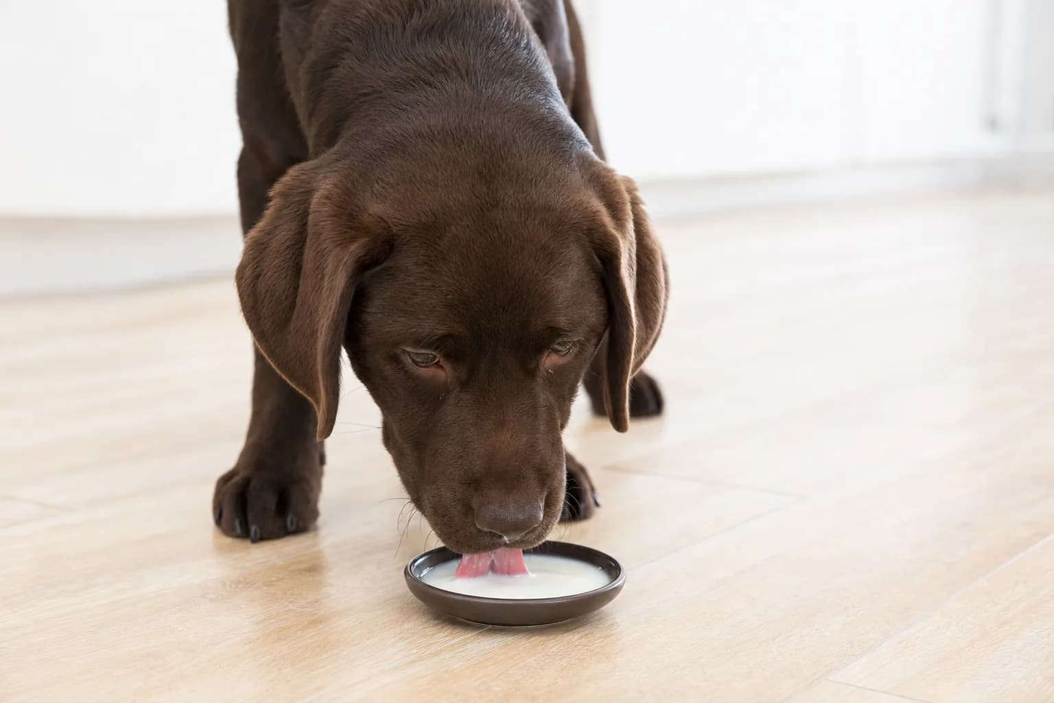 Jeune labrador chocolat lapant un peu de lait dans une petite soucoupe sur un sol de cuisine