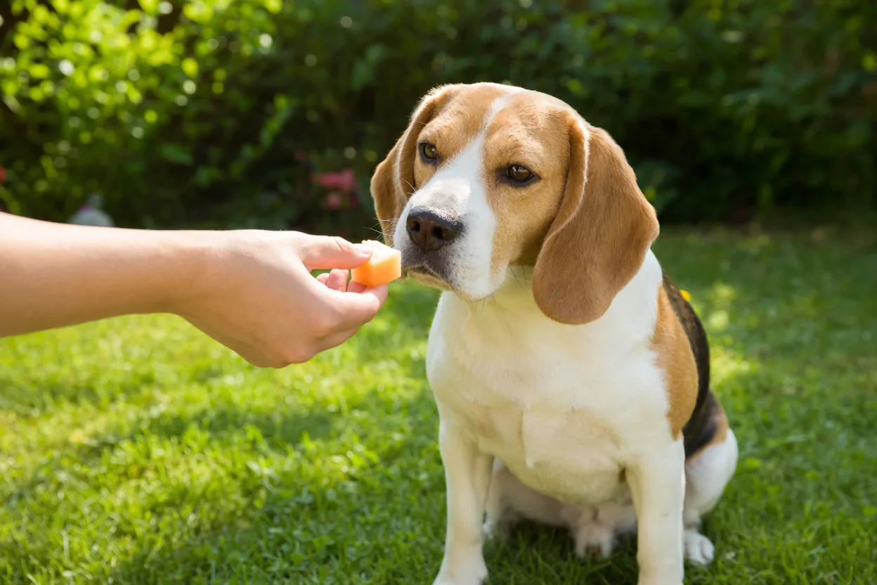 Main tendant un cube de melon à un beagle assis dans un jardin ensoleillé