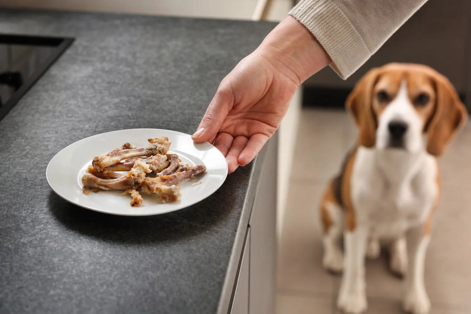 Une main éloigne du bord une assiette de restes d'os de poulet cuits, un beagle attend à distance