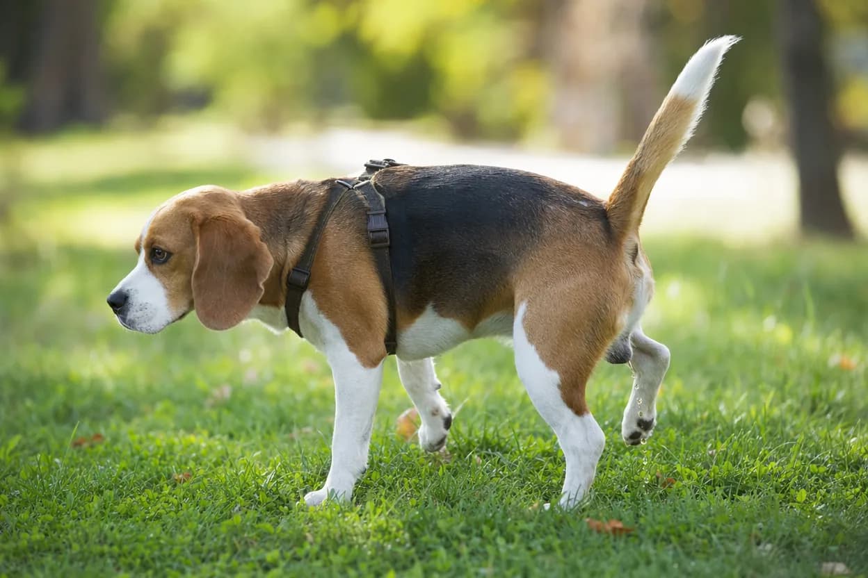 Beagle accroupi urinant une petite quantité sur une pelouse lors d'une promenade