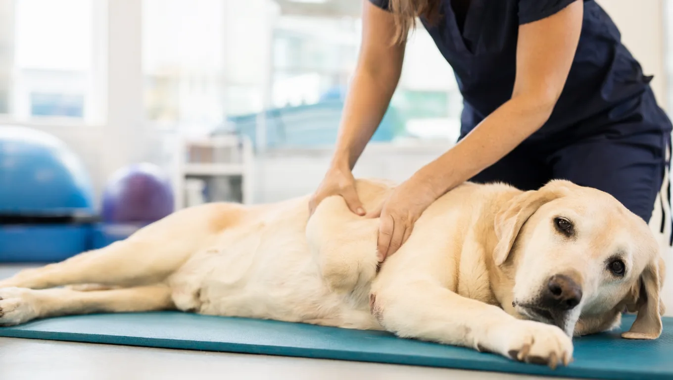 Physiothérapeute massant doucement la hanche d'un Labrador en rééducation