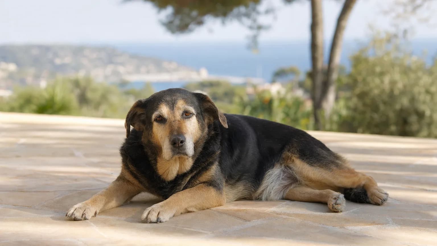 Chien au repos sur une terrasse ombragée du sud de la France, l'air fatigué