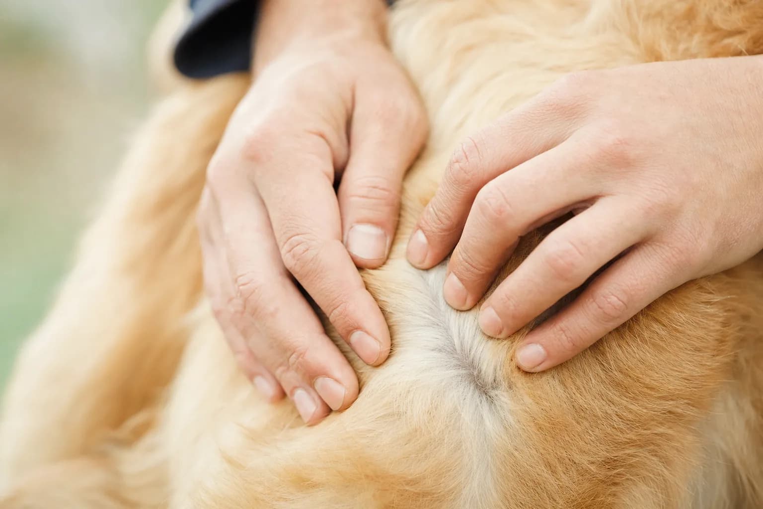 Maître inspectant le pelage de son chien à la recherche de tiques