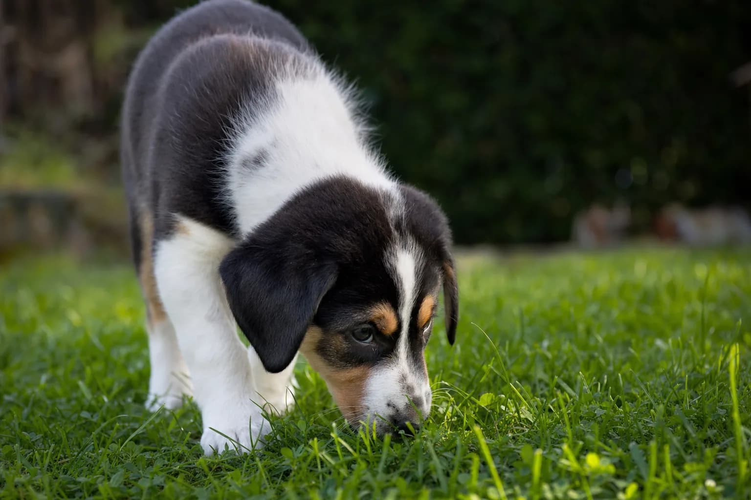 Chiot reniflant l'herbe en extérieur