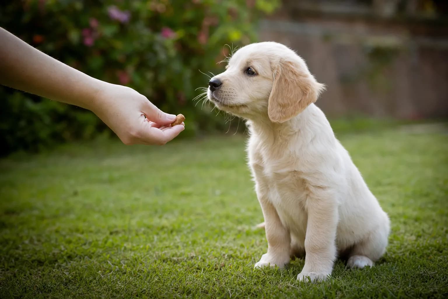 Chiot récompensé d'une friandise dehors