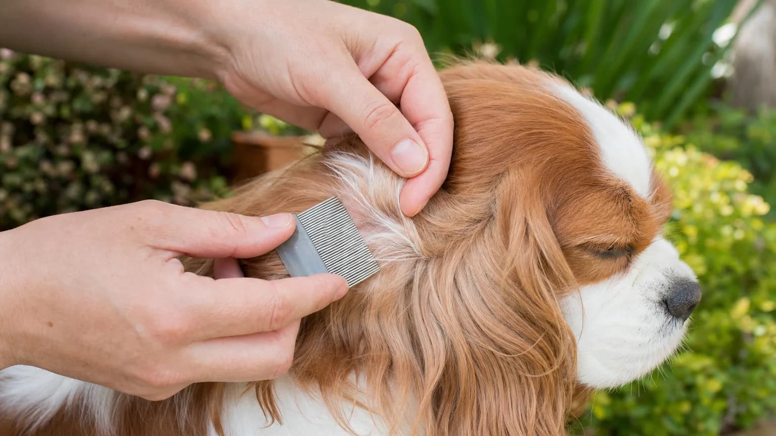 Inspection du pelage d'un cavalier king charles avec un peigne fin antipuces