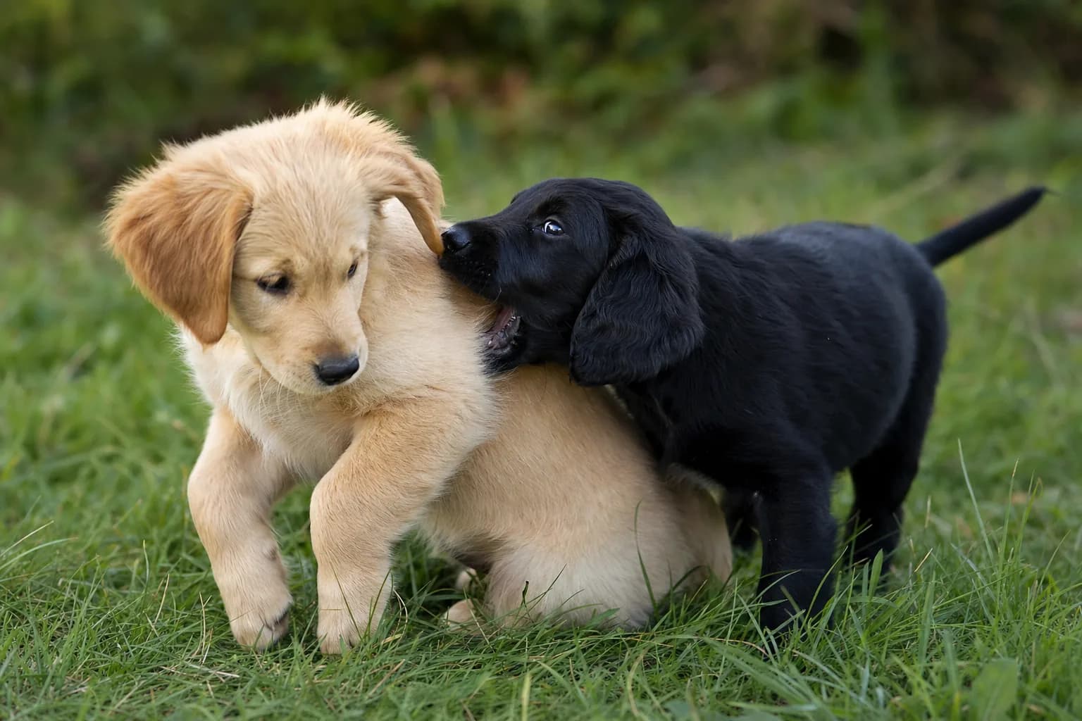 Deux chiots jouant ensemble dans l'herbe
