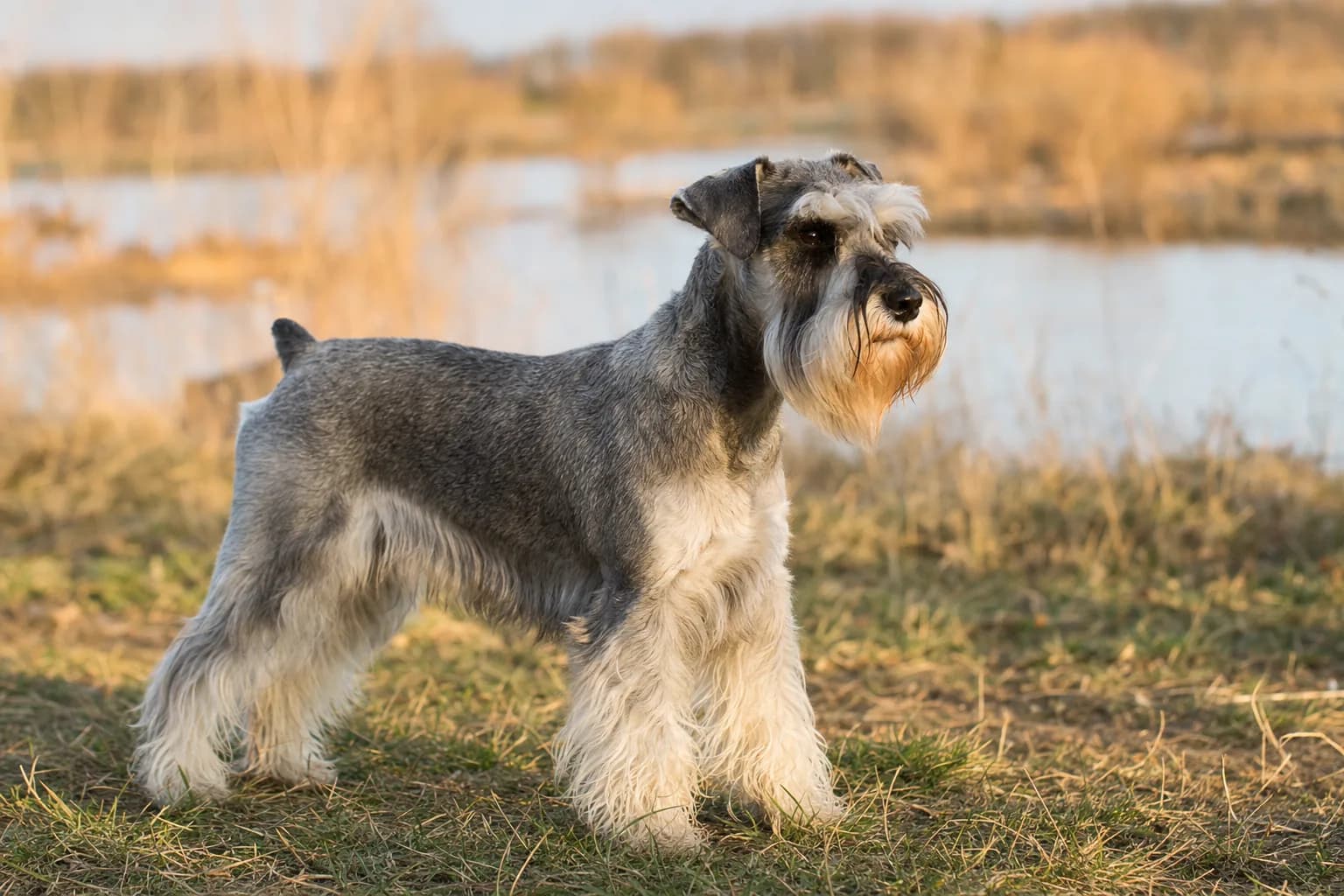 Schnauzer Moyen (robe poivre et sel) adulte en extérieur